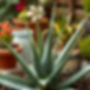 Aloe Vera in the Garden Aloe Vera plant in a garden setting