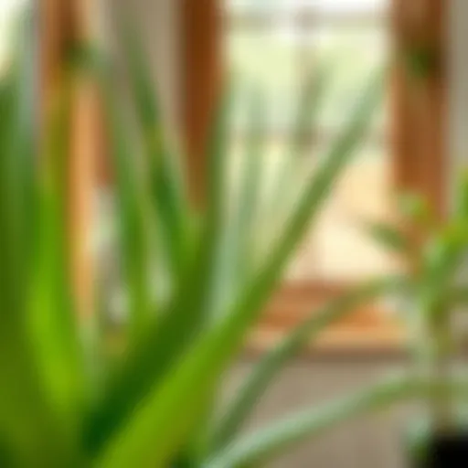 Healthy Aloe Vera plant thriving indoors