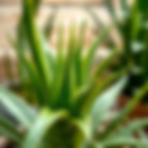 Aloe vera plant showcasing its succulent leaves