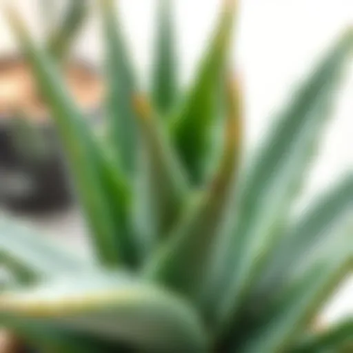 Aloe Vera plant showcasing its succulent leaves