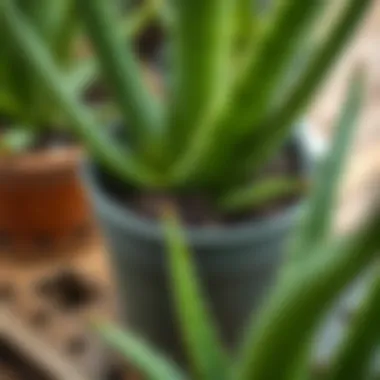 Aloe Vera pot with soil and drainage holes