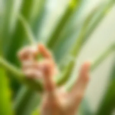 A person using aloe vera in their skincare routine