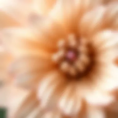 Close-up of Atatürk flower petals showcasing their texture