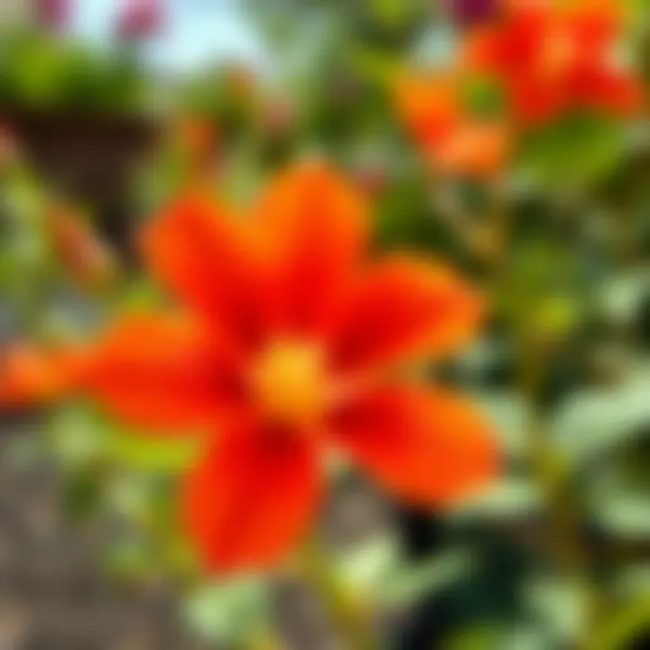 Cultivation tips for Atatürk flower displayed in a beautiful layout