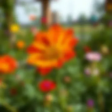 Vibrant Atatürk flower in a garden setting