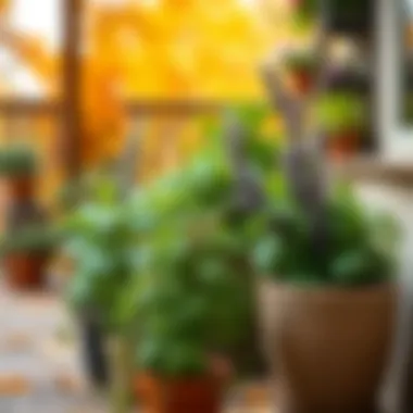 Herbs Thriving in Autumn A serene view of fall herbs in pots on a patio