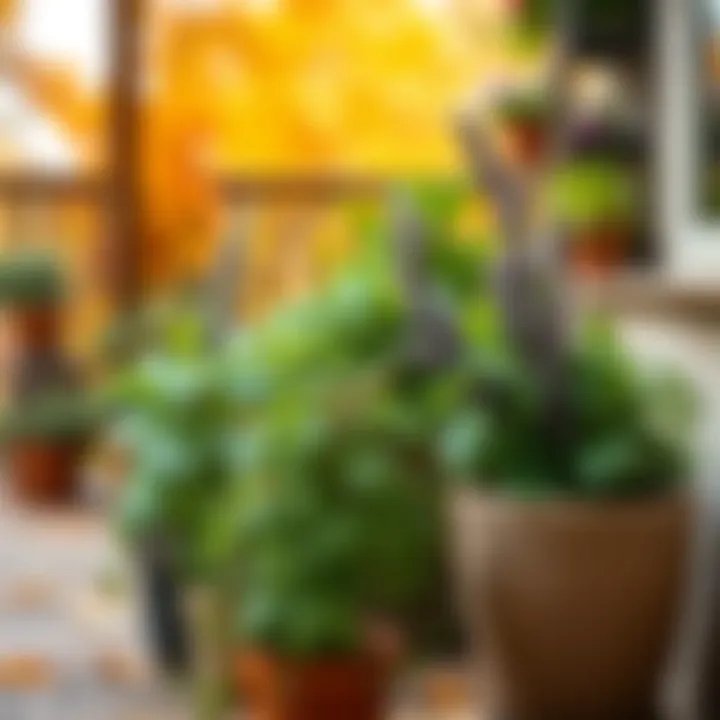 Herbs Thriving in Autumn A serene view of fall herbs in pots on a patio