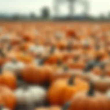 Diverse Pumpkin Varieties in Autumn A beautiful display of pumpkin varieties in a field