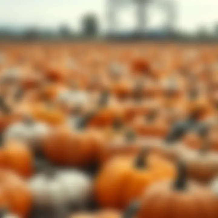 Diverse Pumpkin Varieties in Autumn A beautiful display of pumpkin varieties in a field