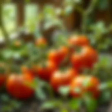 Close-up of healthy tomato plants thriving