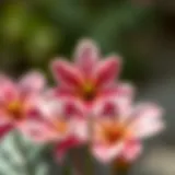 Symbolic meaning of the peace flower in various cultures