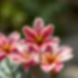 Symbolic meaning of the peace flower in various cultures