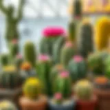 A vibrant collection of various cactus species arranged artistically