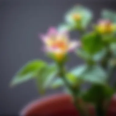 Delicate Blooms of a Houseplant A close-up of a blooming houseplant showcasing its delicate petals.