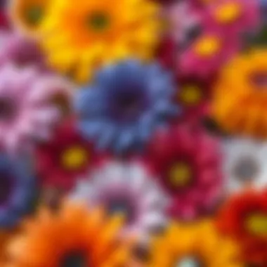 Close-up of colorful flowers showcasing variety