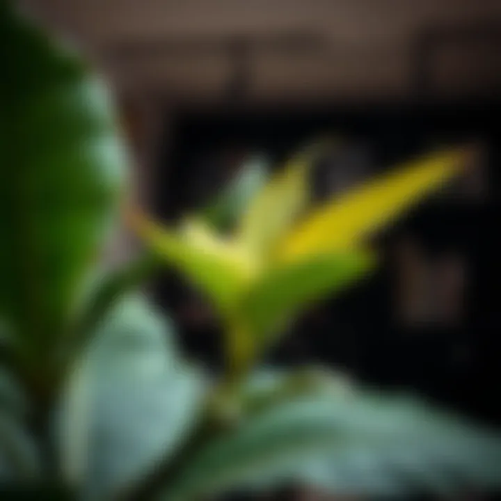 Tropical plants thriving in low light conditions