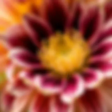 Perennial Beauty: The Art of Floral Detailing Close-up of a perennial flower, highlighting its intricate petals and rich colors.