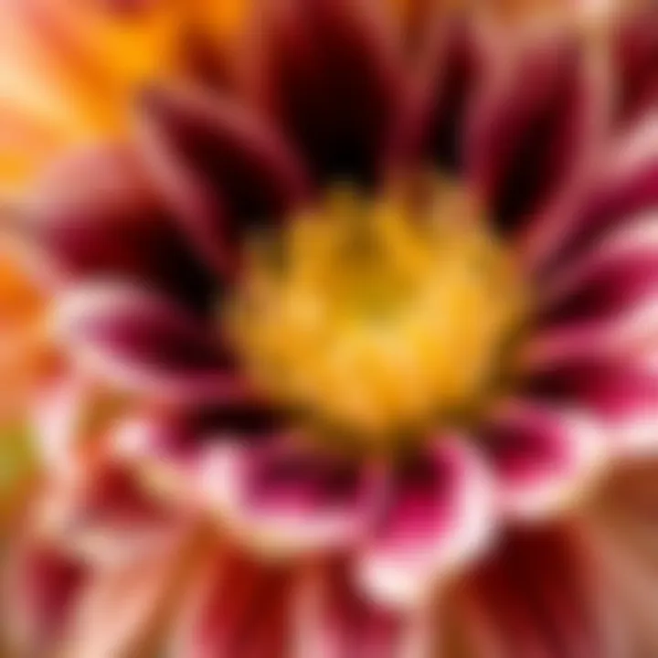 Perennial Beauty: The Art of Floral Detailing Close-up of a perennial flower, highlighting its intricate petals and rich colors.