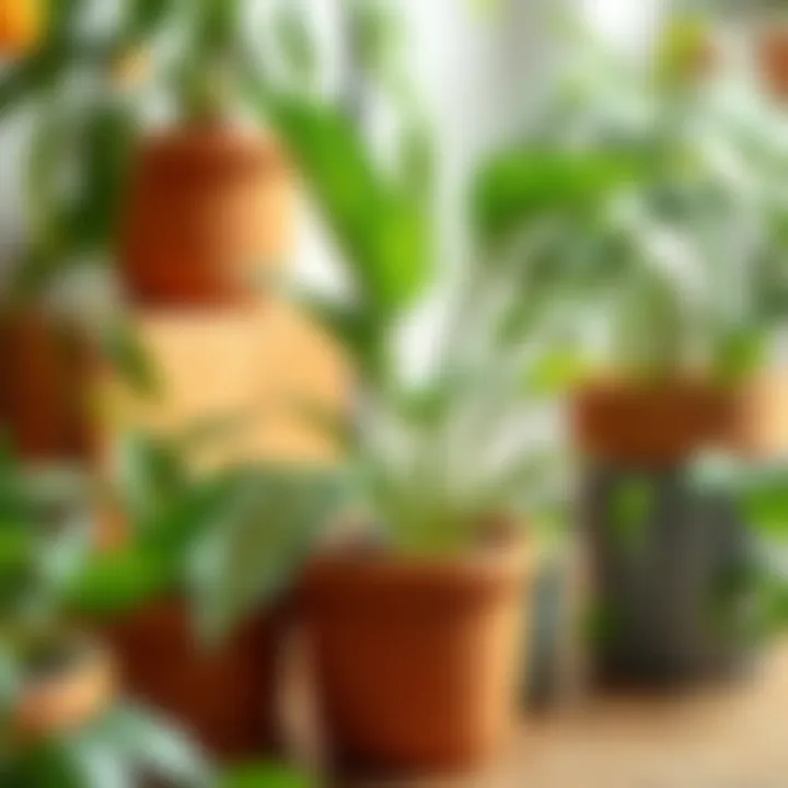 Care requirements for popular houseplants