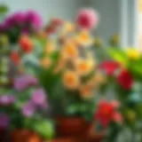 A vibrant collection of indoor flowering plants