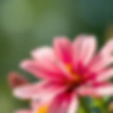 Close-Up of Natural Beauty Close-up of a flower exemplifying natural beauty