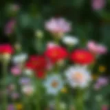 A vibrant display of everlasting flowers showcasing their beauty in various colors and forms.