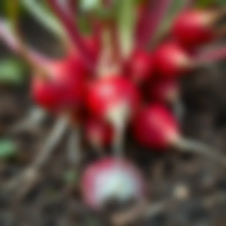 Fresh Radishes Ready to Harvest Close-up of fresh radishes emerging from soil