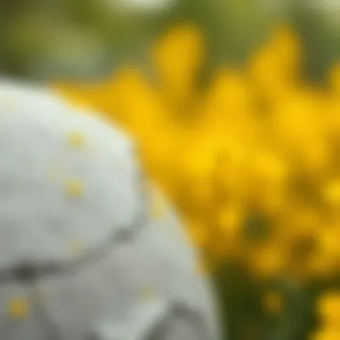 Artistic Blend of Gray and Yellow Artistic representation of gray and yellow merging