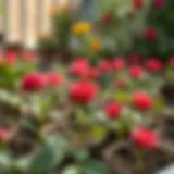 Vibrant rose seedlings ready for planting