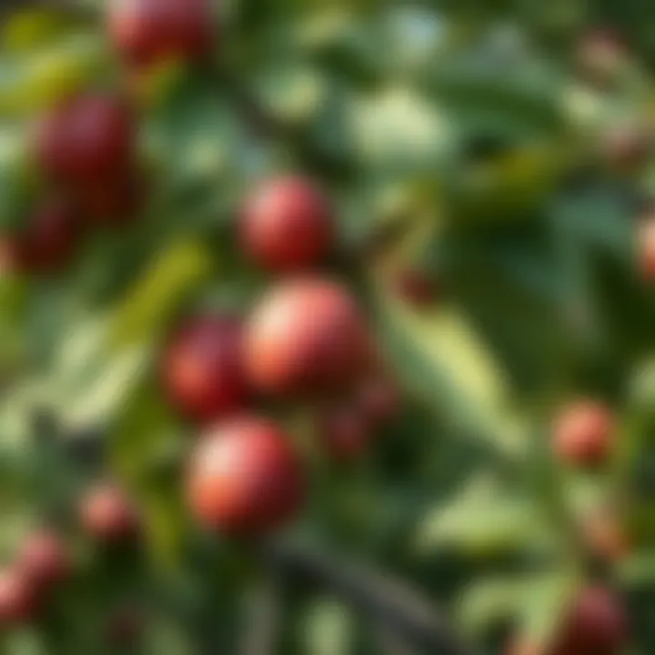 Healthy plum tree with ripe fruit