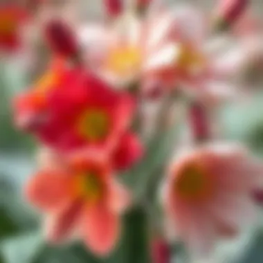 Close-up of seasonal blooms showcasing colors