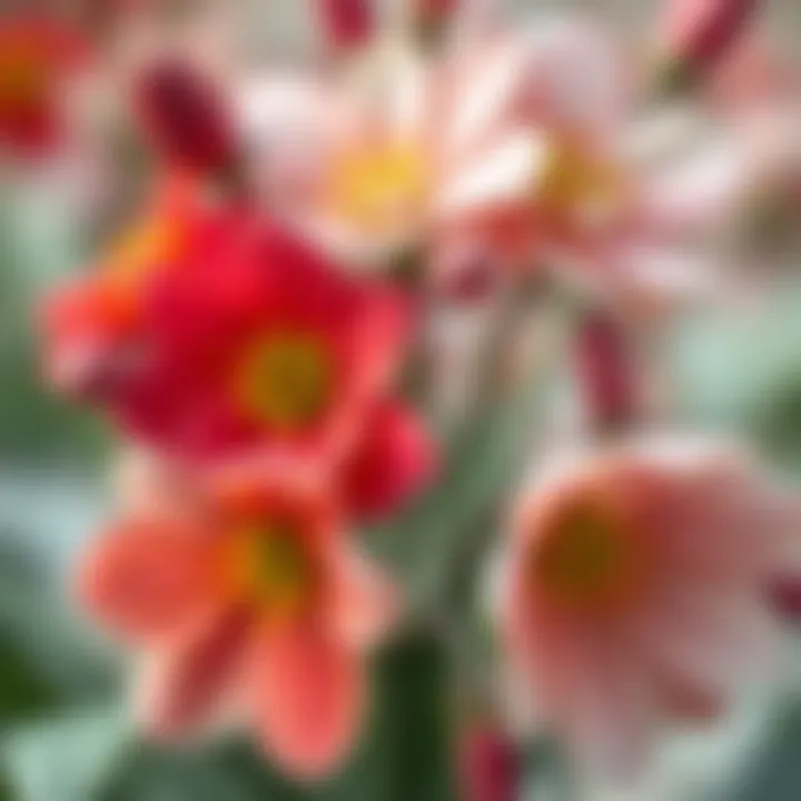 Close-up of seasonal blooms showcasing colors