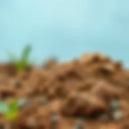 A rich display of clay soil showcasing its unique texture and hue