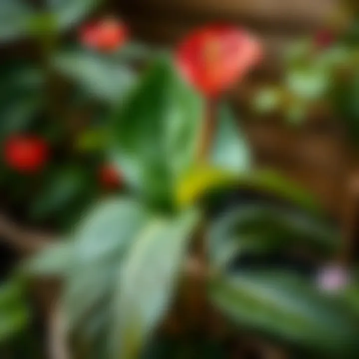 A thriving red anthurium plant in a natural environment