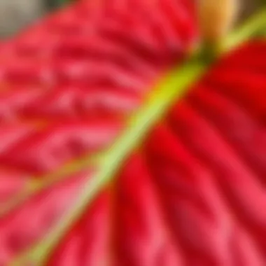 Close-up of red anthurium petals highlighting their unique texture