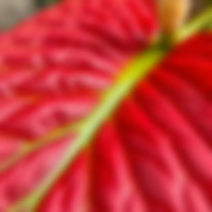 Close-up of red anthurium petals highlighting their unique texture