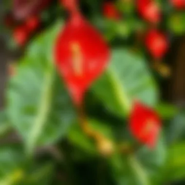 Stunning red anthurium plant showcasing its vibrant colors
