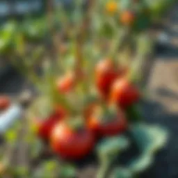 Winter vegetables thriving in a garden