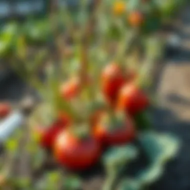 Winter vegetables thriving in a garden