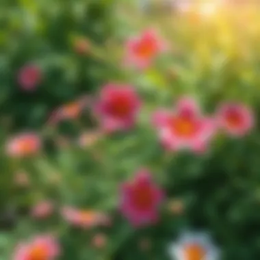 A lush garden setting featuring Kokina flowers in full bloom amidst greenery.