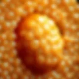 Close-up view of a kombucha culture