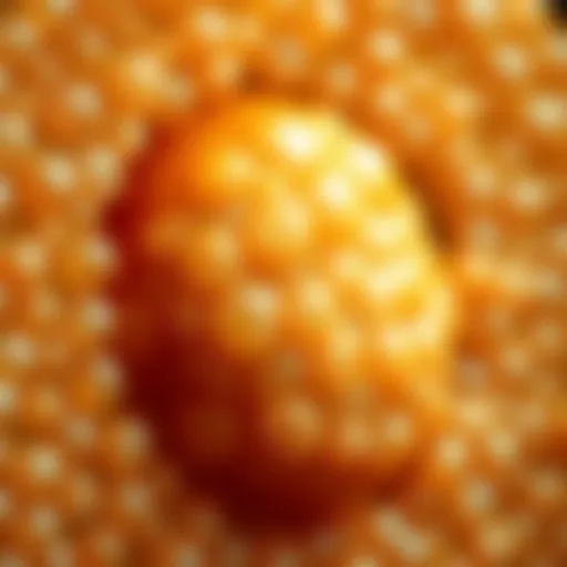 Close-up view of a kombucha culture