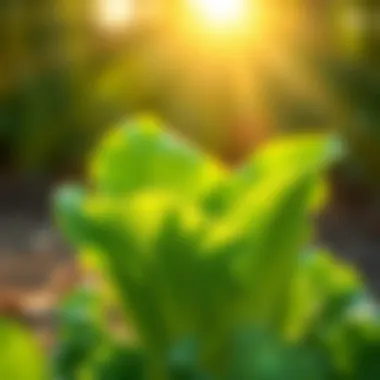 Lettuce Thriving in the Sun Lush green lettuce thriving in spring sun