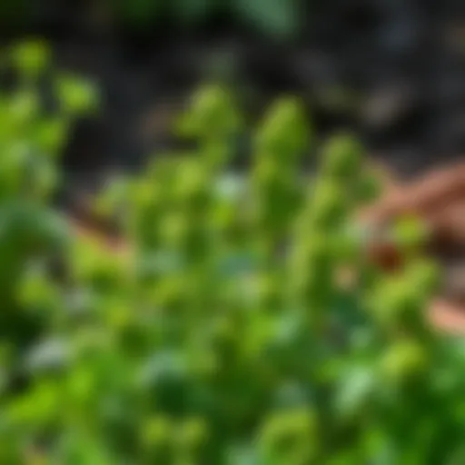 Fresh parsley growing in a garden bed
