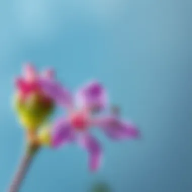 Close-up of a delicate purple blossom