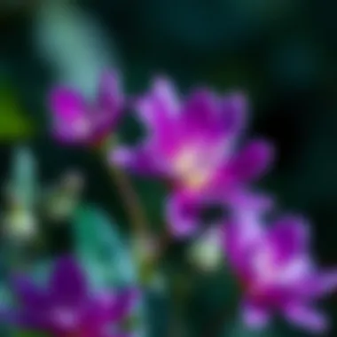 Psychological Meanings of Purple Illustration depicting the psychological meanings of purple