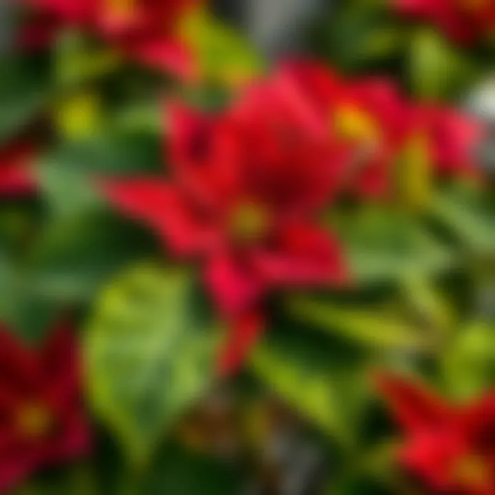 Care Tips for Poinsettia