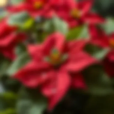 Symbolic Meaning of Poinsettia