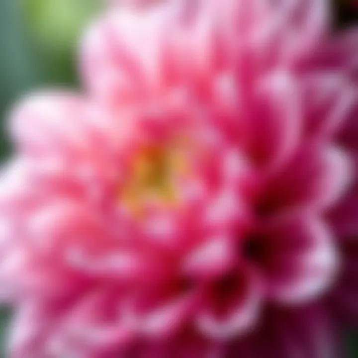 A mesmerizing close-up of a flower in bloom, showcasing its intricate petals and vibrant colors.