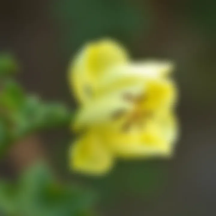 A delicate flower transitioning from open to closed, illustrating the unique mechanism of movement in nature.